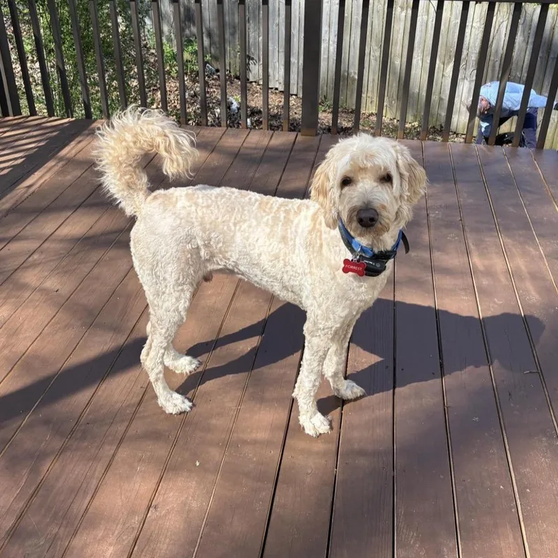 A senior medium-sized male Yellow / Tan / Blond / Fawn Golden Retriever dog named Forrest for adoption in Huntsville, AL