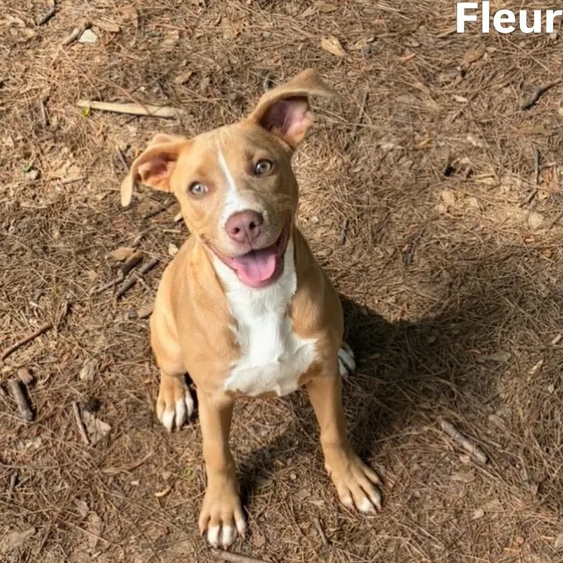 Fleur
