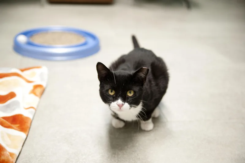 An adult medium-sized male Black & White / Tuxedo Domestic Short Hair cat named Felix for adoption in Media, PA