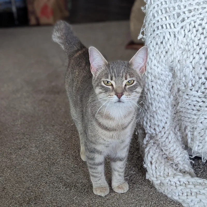 A baby medium-sized female Tabby (Gray / Blue / Silver) Domestic Short Hair cat named Yeretzi for adoption in Tucker, GA