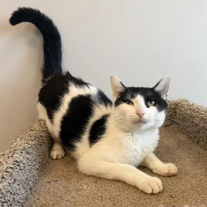 A young medium-sized female Domestic Short Hair cat named Obsidian for adoption in Janesville, WI