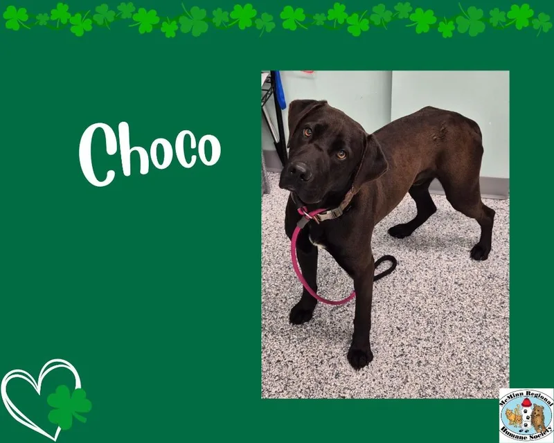 Choco thumbnail 3
