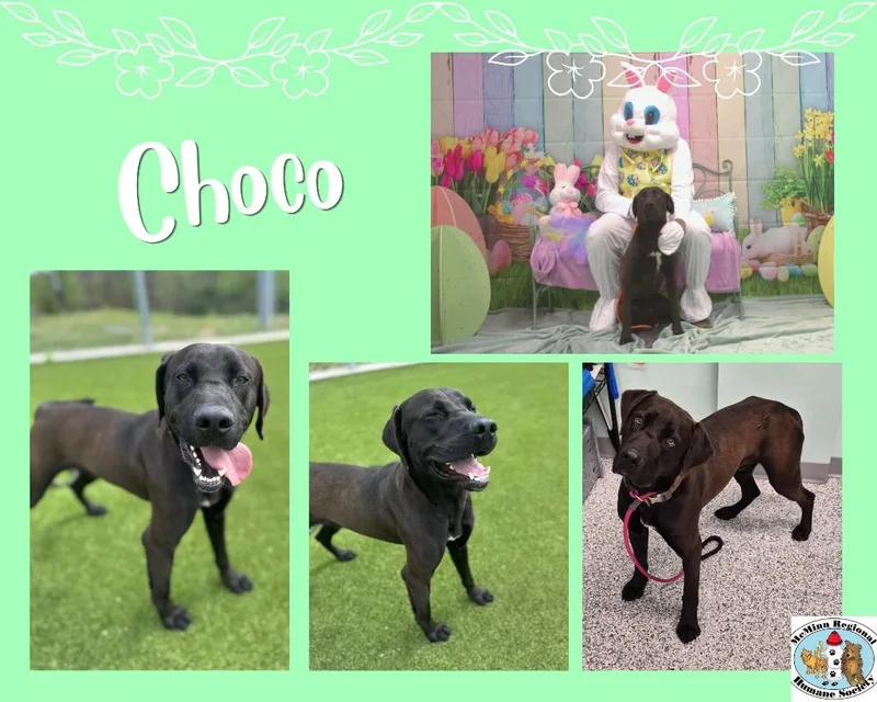 Choco thumbnail 6