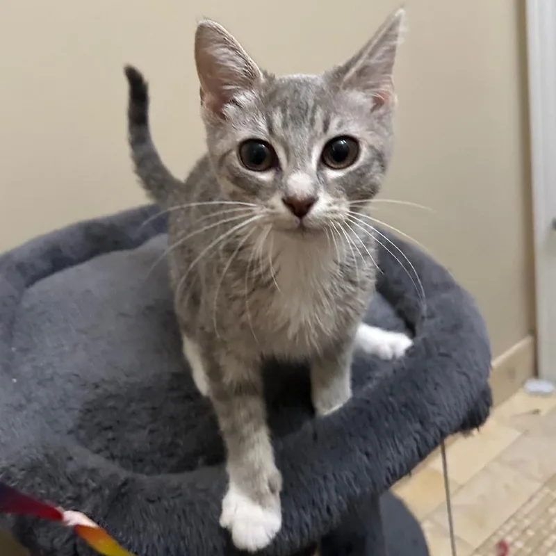 A young medium-sized female Tabby (Gray / Blue / Silver) Domestic Short Hair cat named North for adoption in Evanston, IL