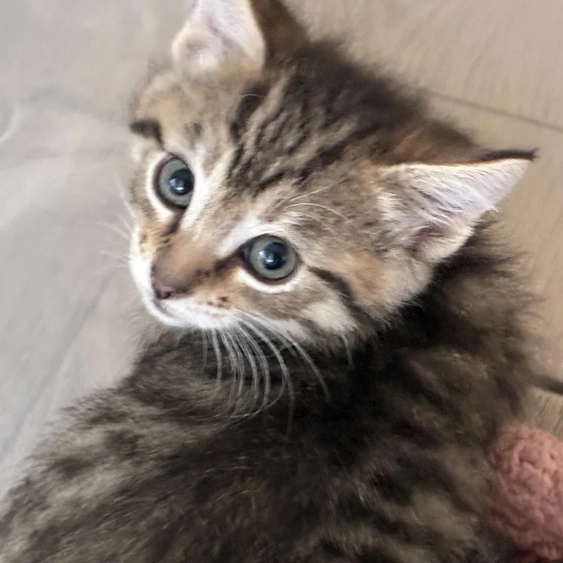 A baby small-sized male Brown / Chocolate Domestic Short Hair cat named Samir for adoption in Upland, CA