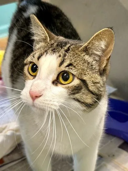 An adult medium-sized female Domestic Short Hair cat named Muffy for adoption in New Orleans, LA