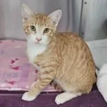 A baby medium-sized male Domestic Short Hair cat named Owen for adoption in Santa Cruz, CA