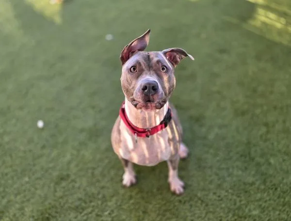 A senior large-sized female Pit Bull Terrier dog named Tingly for adoption in San Diego, CA