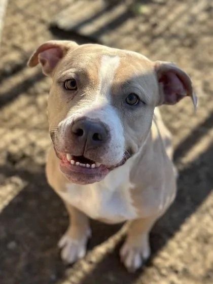 An adult large-sized female Pit Bull Terrier dog named Amore for adoption in Irving, TX