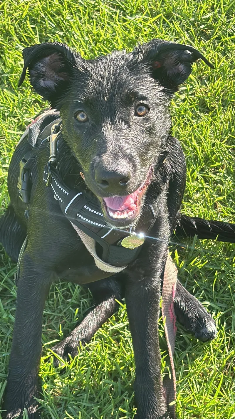 A baby medium-sized female Black Labrador Retriever dog named June for adoption in oriskany, NY