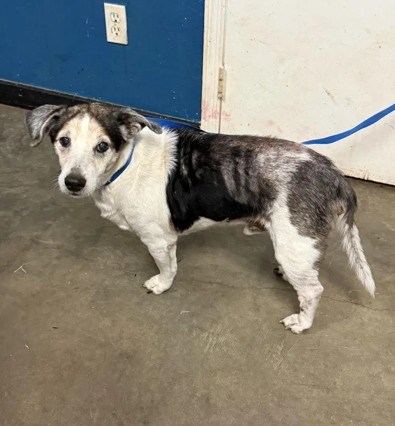 A young medium-sized male Jack Russell Terrier dog named Outlaw for adoption in Ozark, AL