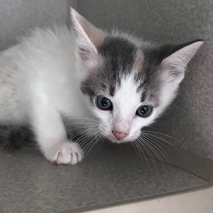 A baby small-sized female White Domestic Short Hair cat named Blankey DJ for adoption in Austin, TX