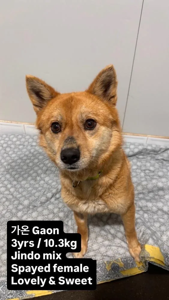 An adult medium-sized female Jindo dog named Gaon for adoption in Long Island City, NY
