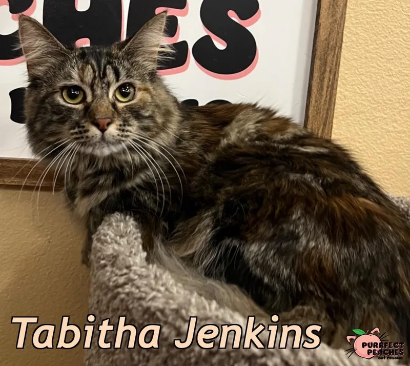 A baby medium-sized female Maine Coon cat named Tabitha Jenkins for adoption in Douglasville, GA