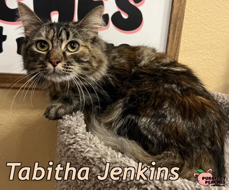 Tabitha Jenkins thumbnail 3