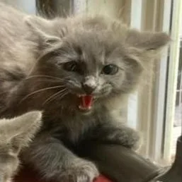 A baby medium-sized male Domestic Long Hair cat named Kingsley for adoption in Saint Marys, WV