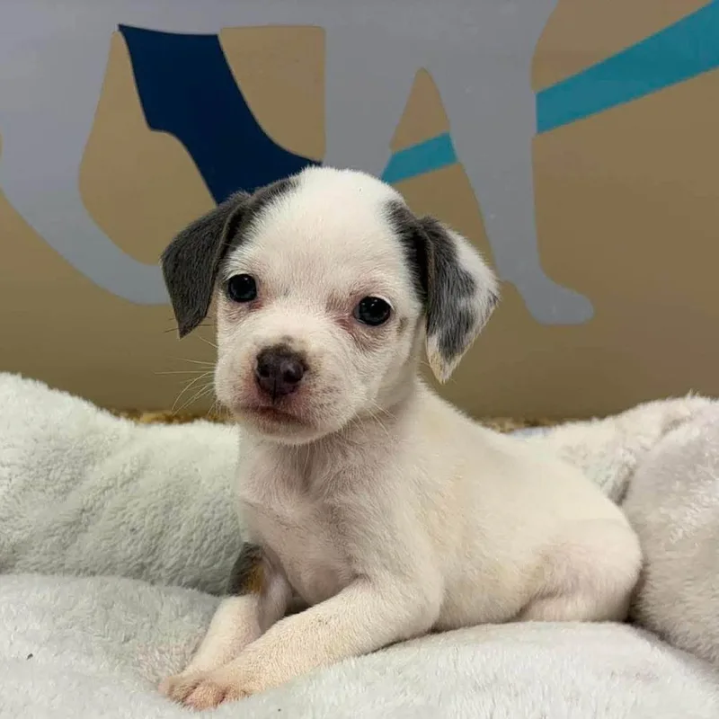 A baby small-sized female White / Cream Chihuahua dog named Squeak for adoption in Alexandria, VA