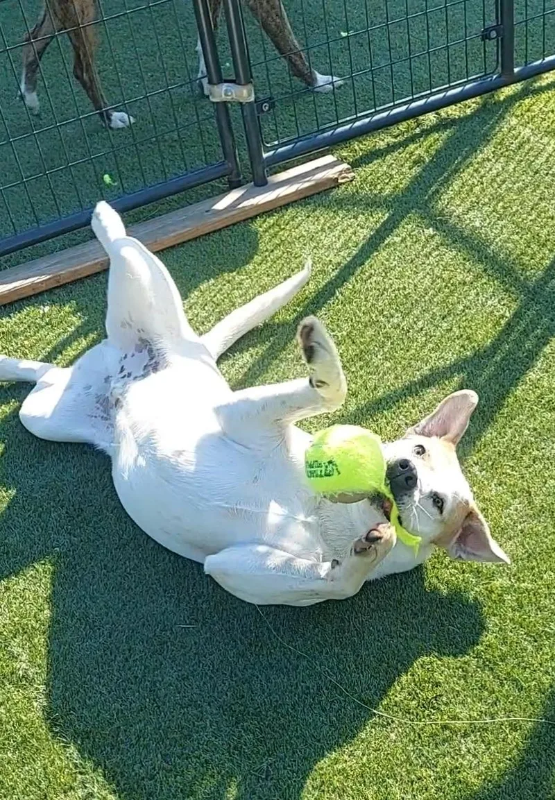 Romo
