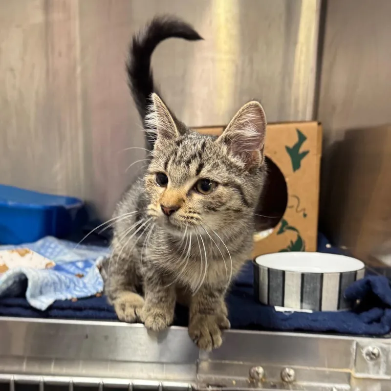 A baby small-sized female Brown / Chocolate Domestic Short Hair cat named Fishing Pole for adoption in Fairport, NY