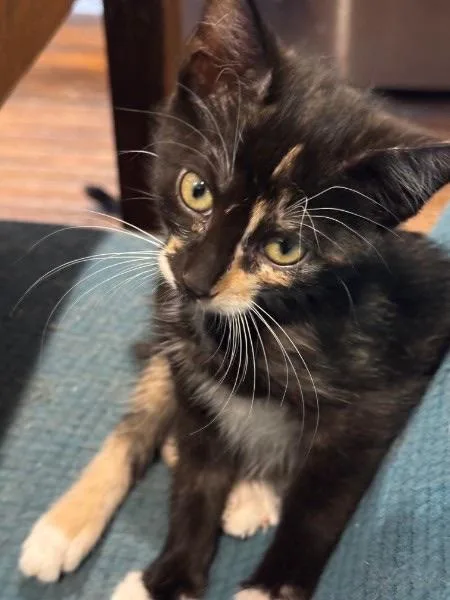 A baby medium-sized female Manx cat named Tinkerbell for adoption in Wilmington, NC