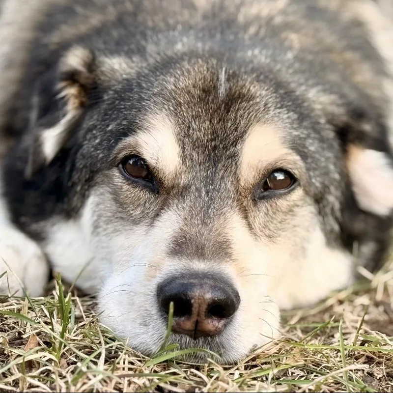 An adult medium-sized male Brown / Chocolate Shepherd dog named Huxley for adoption in Spring Hill, KS