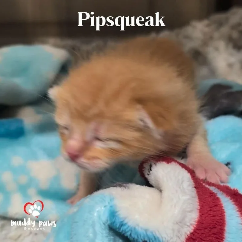 Pipsqueak