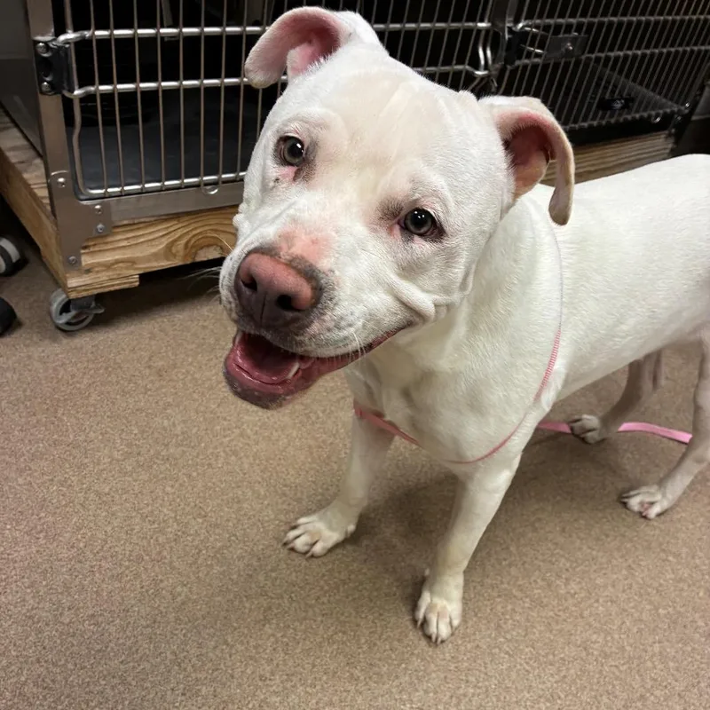 An adult medium-sized male White / Cream American Bulldog dog named Grigor for adoption in Hinesville, GA