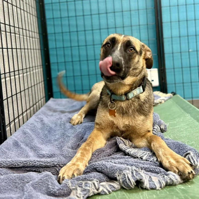 A young medium-sized male Black Mixed Breed dog named Alder for adoption in Bend, OR