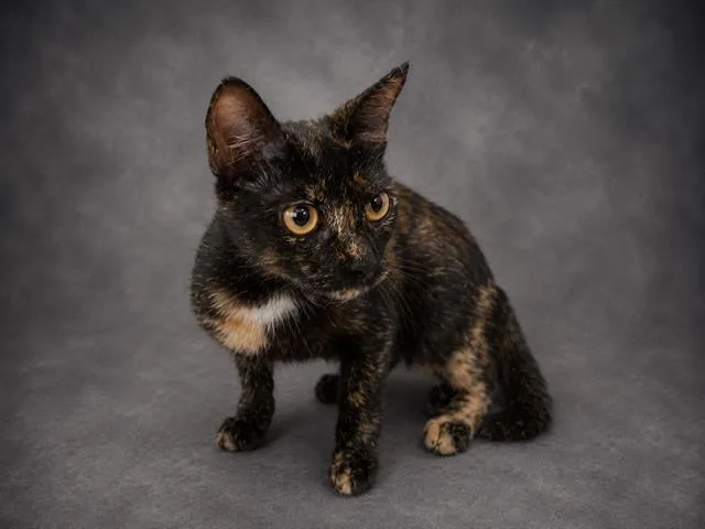 Coco