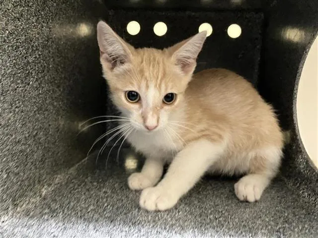 A baby small-sized male Domestic Short Hair cat named Mr. Squidward for adoption in Tustin, CA