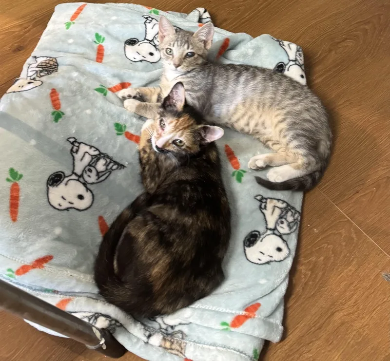 A baby medium-sized female Domestic Short Hair cat named Willow for adoption in Anderson , SC