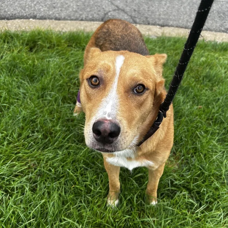 A young medium-sized female German Shepherd Dog dog named Maple for adoption in Indianapolis, IN