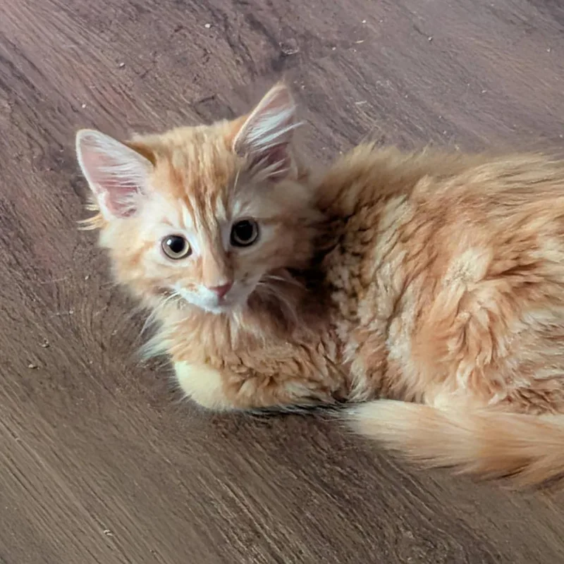A baby small-sized female Orange / Red Domestic Medium Hair cat named Dorito for adoption in Baltimore, MD
