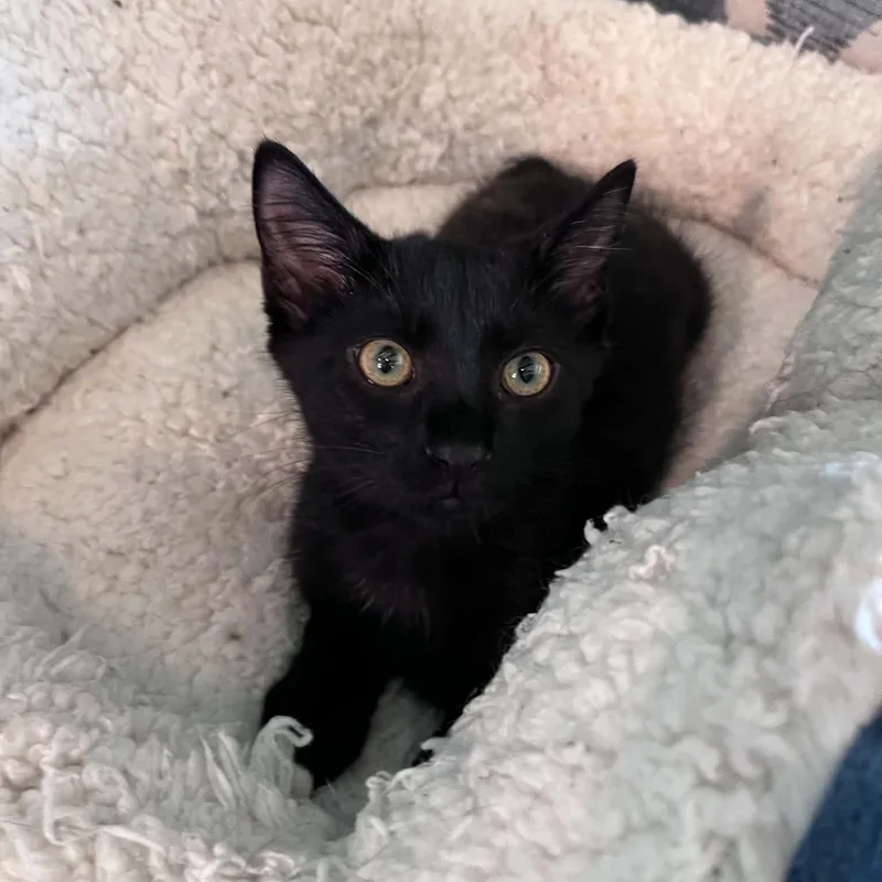 A young medium-sized female Black Domestic Short Hair cat named Shasta for adoption in Chattanooga, TN