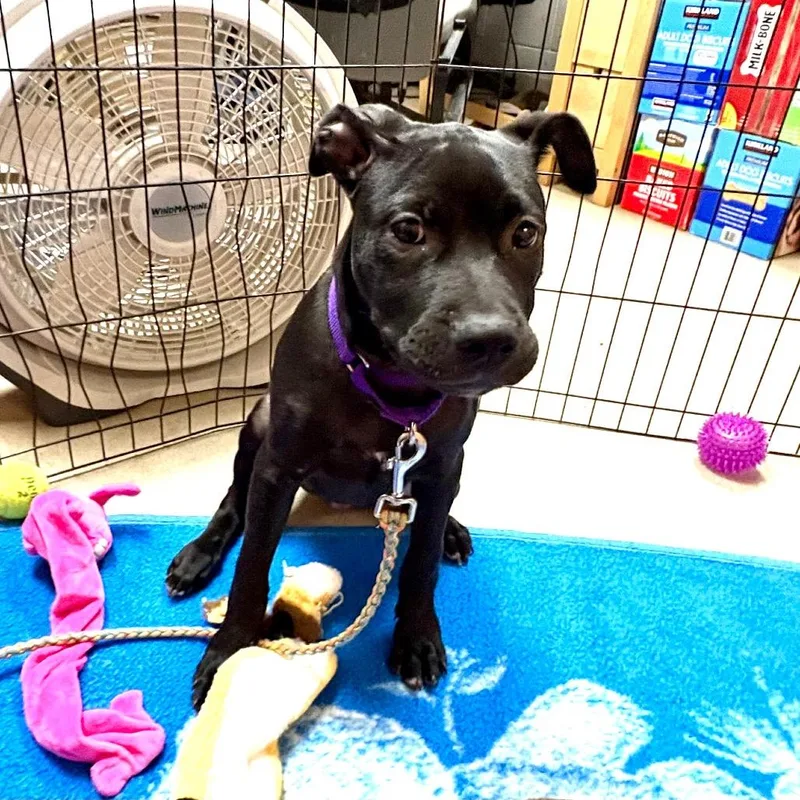 A baby medium-sized male Black Labrador Retriever dog named Admiring Aster for adoption in Austin, TX