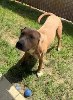An adult large-sized male Brown / Chocolate Labrador Retriever dog named Sarg for adoption in Tiffin, OH