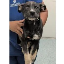 A baby small-sized male Black Siberian Husky dog named Batman for adoption in Madison, WI