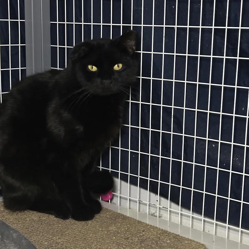 An adult medium-sized male Black Domestic Short Hair cat named Big Boi for adoption in Middle Village, NY