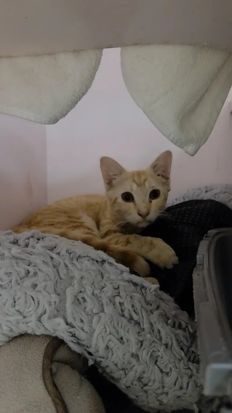 A baby medium-sized male Tabby (Orange / Red) Domestic Short Hair cat named Goober for adoption in Charleston, SC