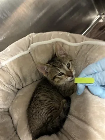 A baby small-sized female Domestic Short Hair cat named Tofu for adoption in San Martin, CA