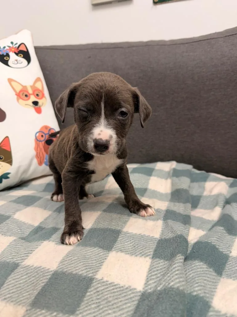 A baby medium-sized female Terrier dog named Maddie for adoption in Hartsville, SC