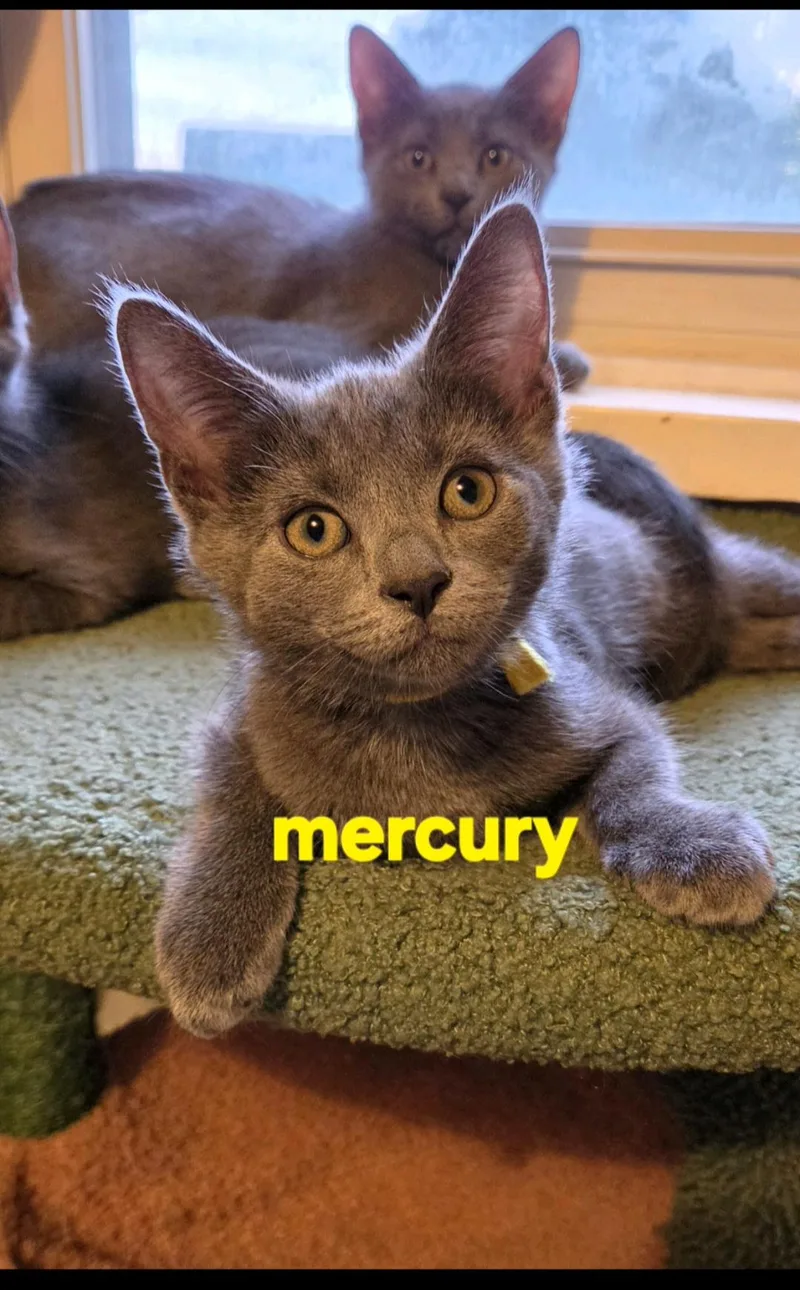 Mercury