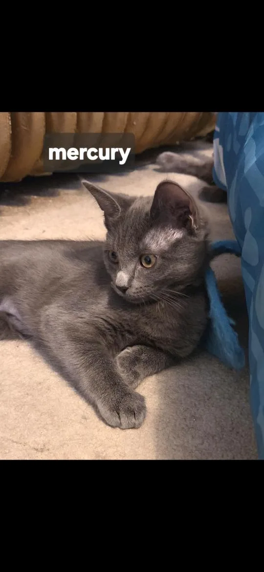 Mercury thumbnail 2