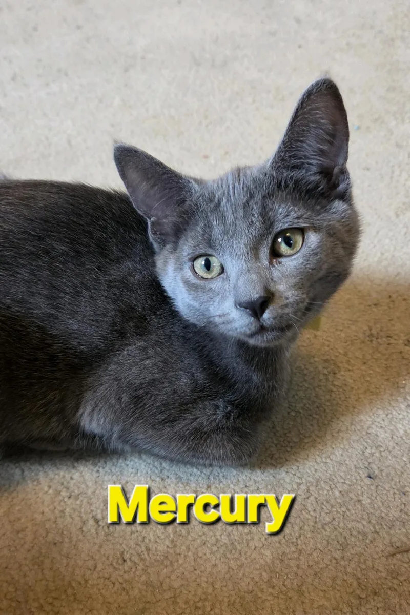 Mercury thumbnail 3