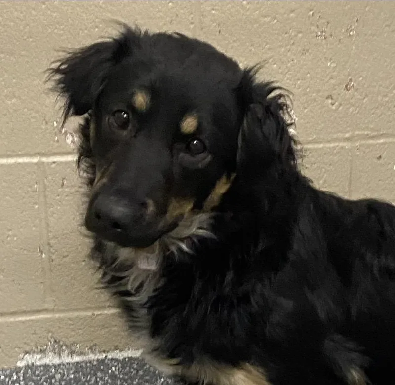 An adult medium-sized female Black Retriever dog named Delta for adoption in Las Vegas, NV
