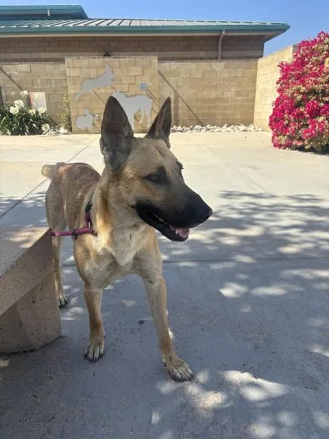 A young large-sized male German Shepherd Dog dog named Ritz for adoption in Riverside, CA