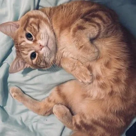 A young medium-sized male Tabby (Orange / Red) Domestic Short Hair cat named Misu for adoption in Hopkinton, MA