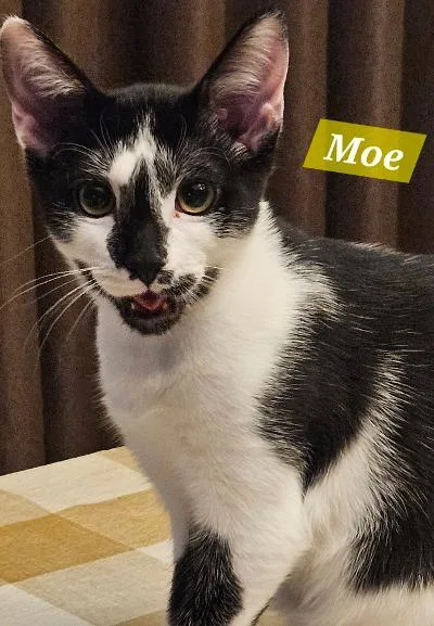 A baby medium-sized male Black & White / Tuxedo Domestic Short Hair cat named Moe for adoption in Mokena, IL