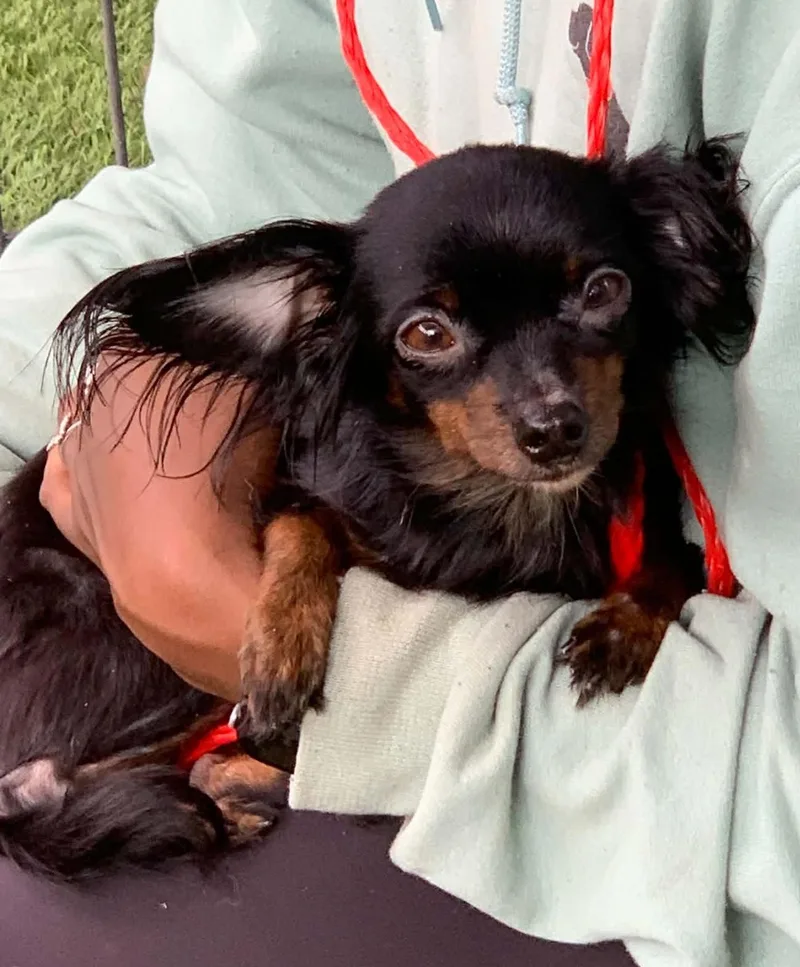 An adult small-sized female Bicolor Chihuahua dog named Nova for adoption in Blue Bell, PA
