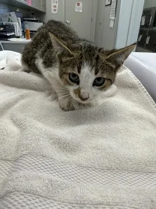 An adult medium-sized female Domestic Short Hair cat named Maisy for adoption in Lafayette, IN